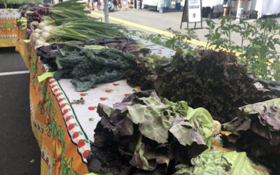 conscious eating: where does our food come from?